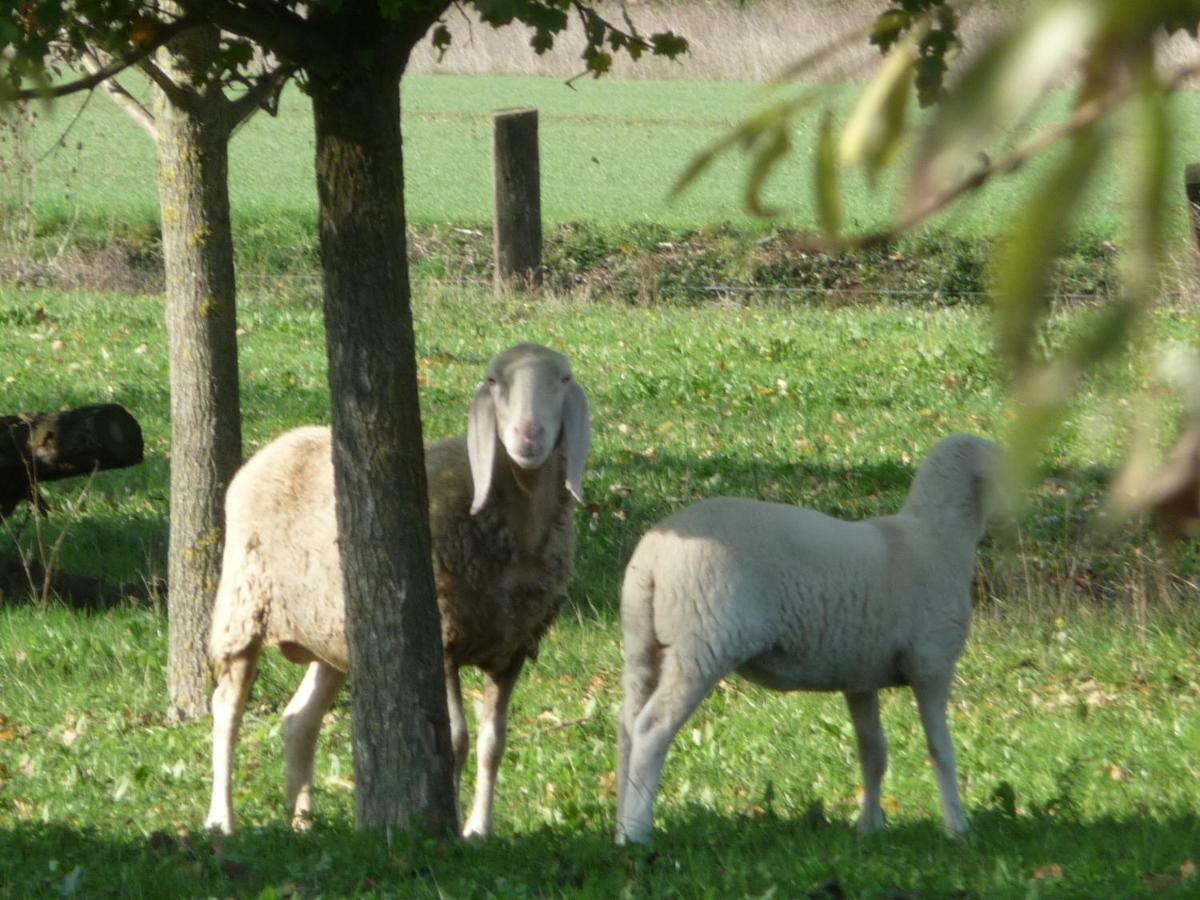 Il Selgaro Agriturismo Chirignago-Zelarino Bagian luar foto