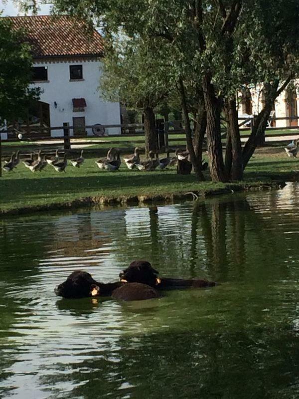 Il Selgaro Agriturismo Chirignago-Zelarino Bagian luar foto